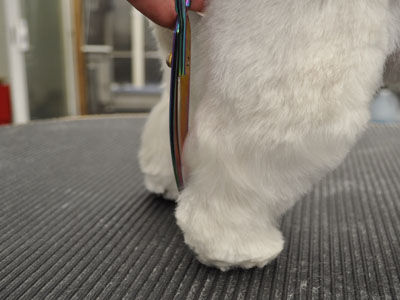 Pet Westie Trim